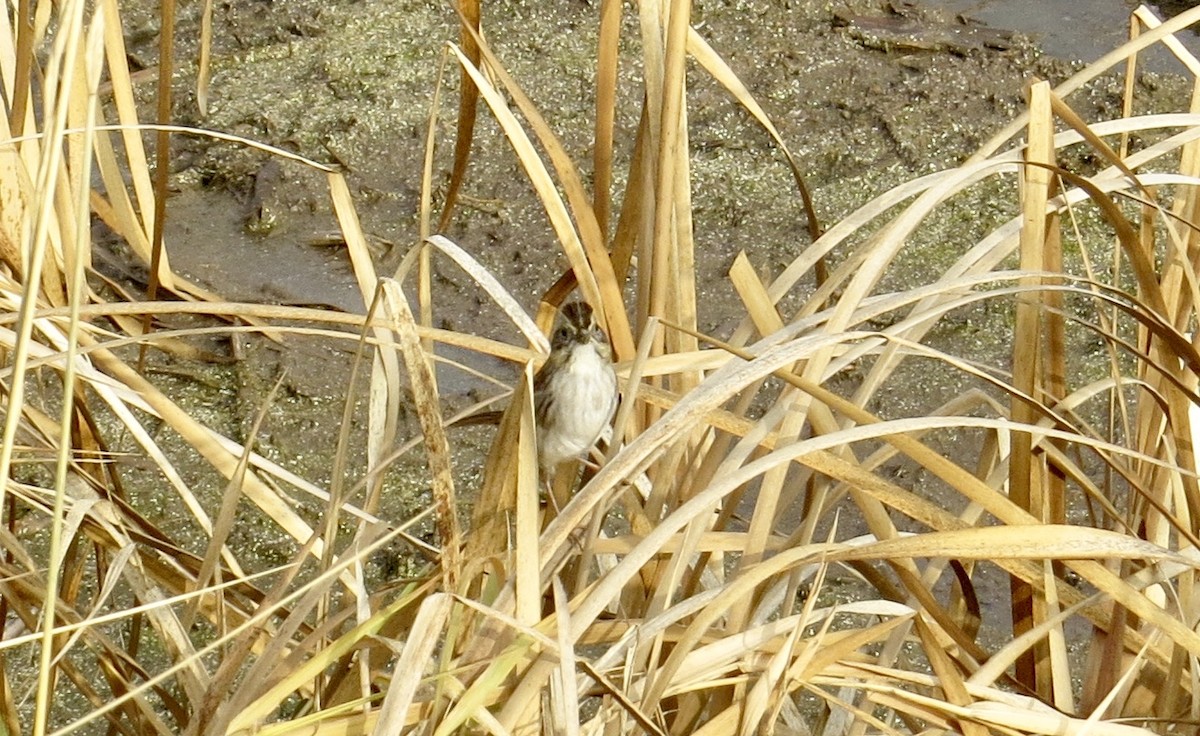 Swamp Sparrow - ML127734861