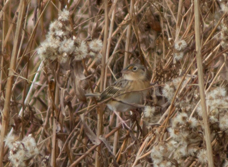 Grasshopper Sparrow - Jason Forbes