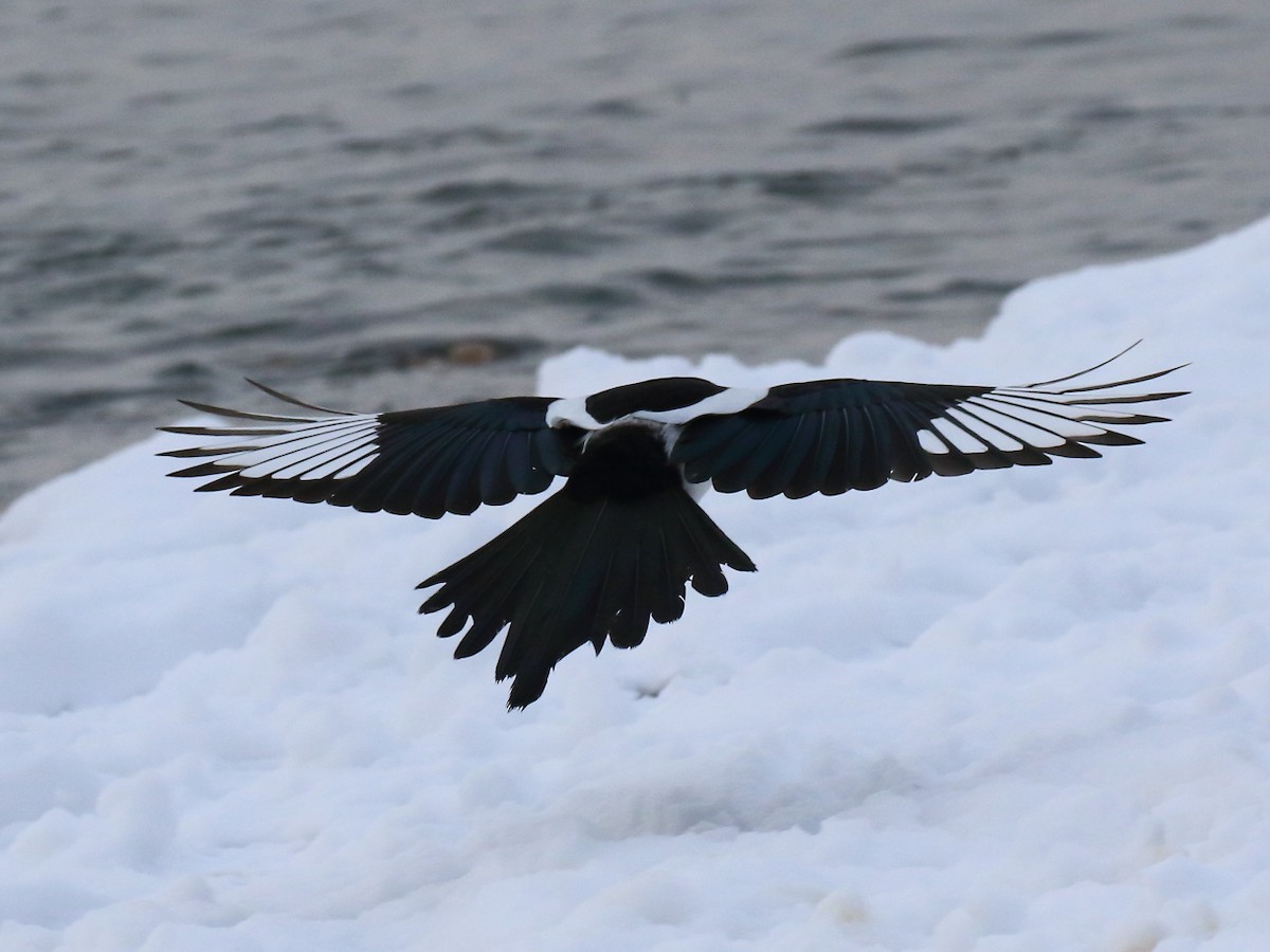 Black-billed Magpie - Doug Beach