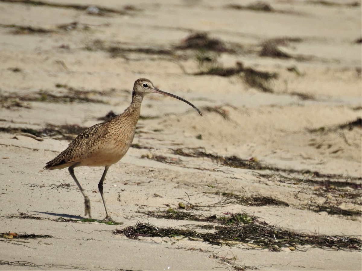Long-billed Curlew - ML127737681
