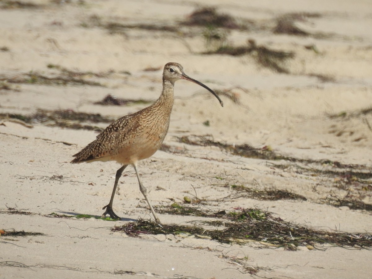 Long-billed Curlew - ML127738681