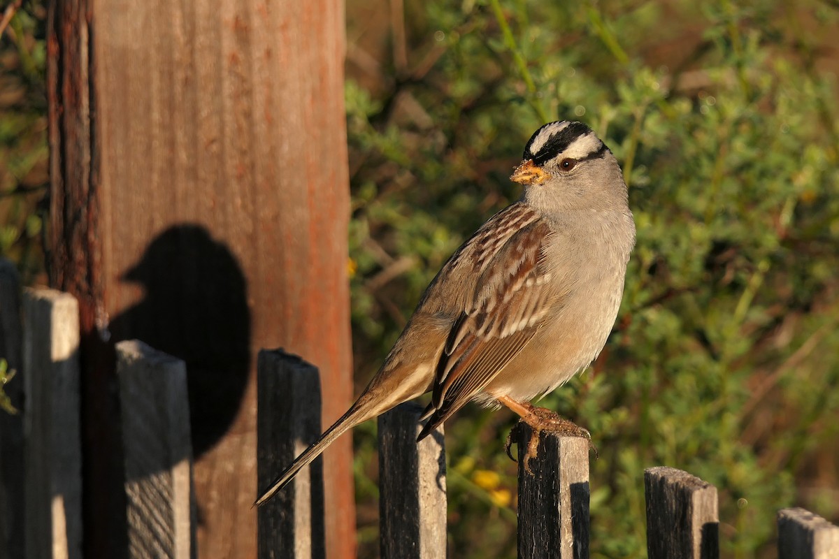 White-crowned Sparrow - ML127739071