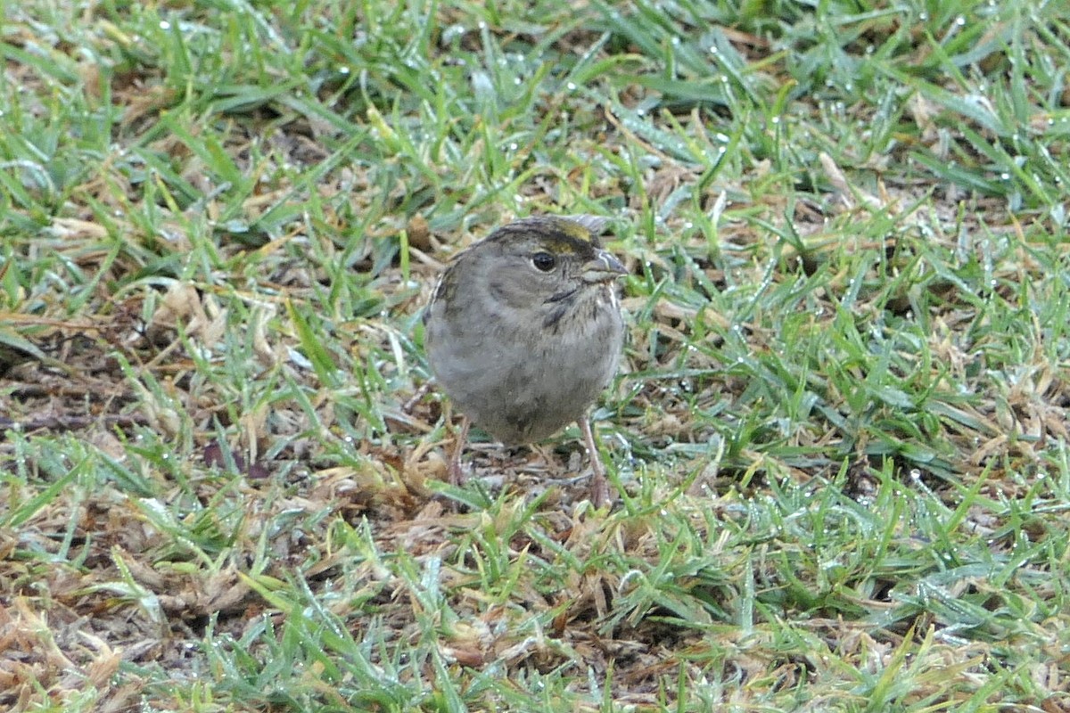 Golden-crowned Sparrow - ML127739351