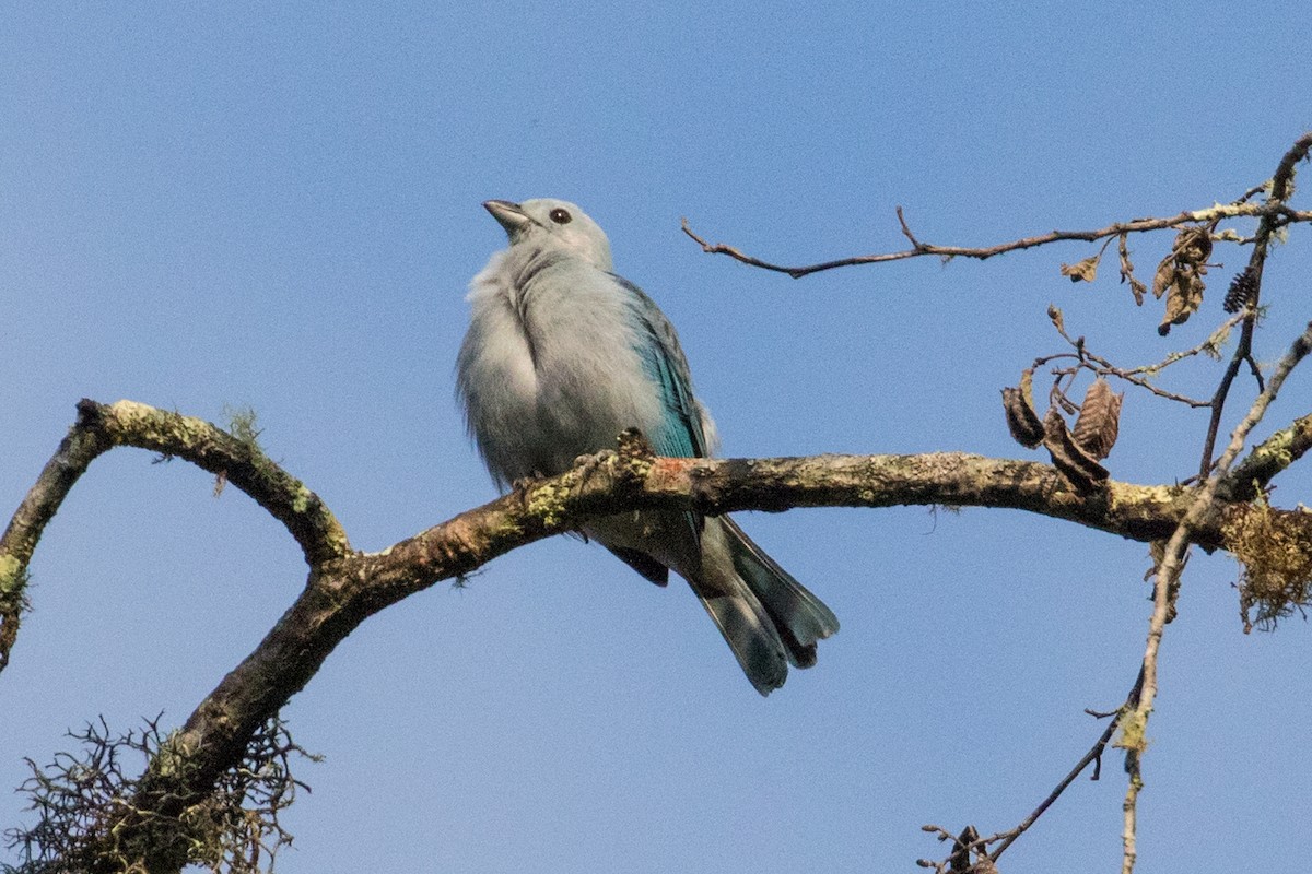 Blue-gray Tanager - ML127740391