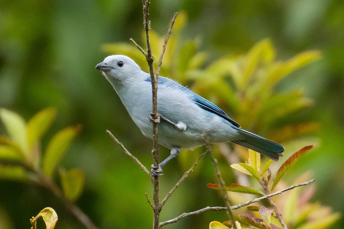 Blue-gray Tanager - ML127740401