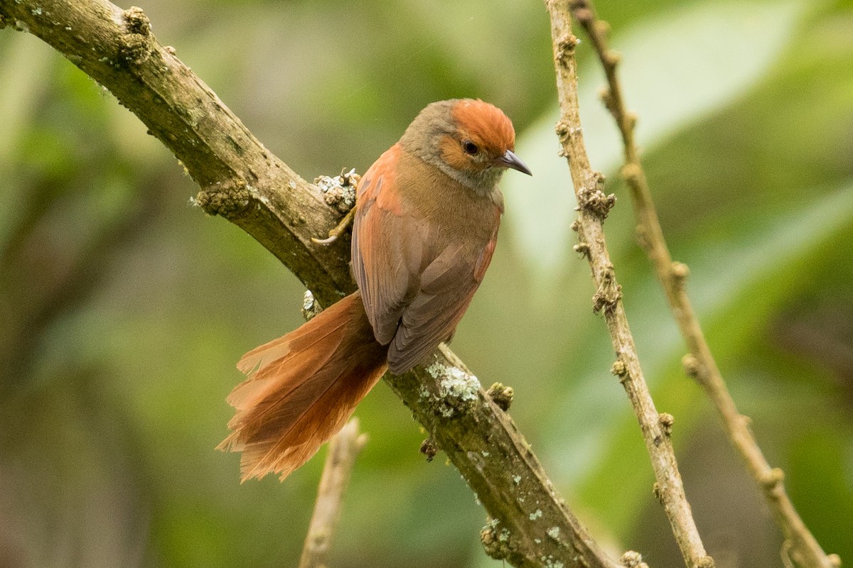 Red-faced Spinetail - ML127743661