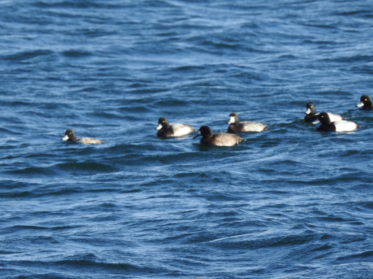 Greater Scaup - ML127746511