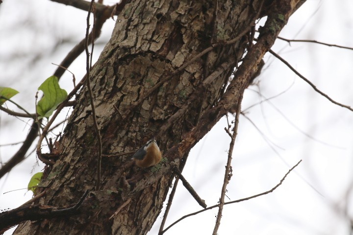 Red-breasted Nuthatch - Barry Tillman