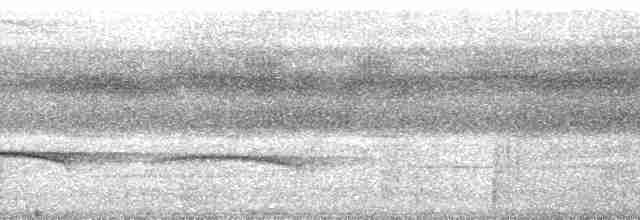 Weißstirn-Ameisenvogel - ML127748