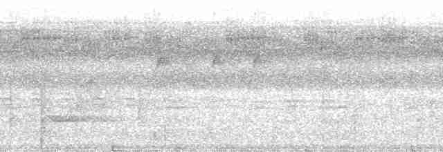 Weißstirn-Ameisenvogel - ML127751