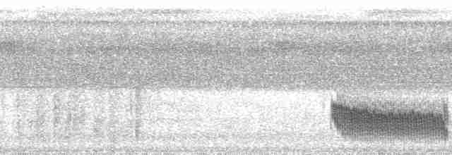 Fourmilier à poitrine blanche - ML127754