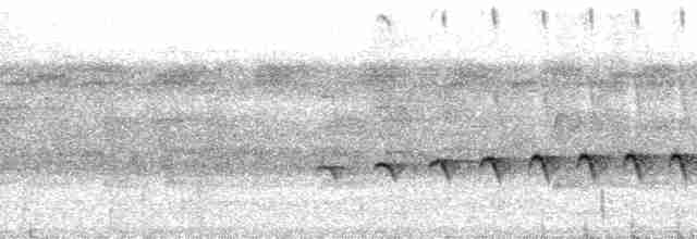 Dreibinden-Ameisenvogel - ML127757