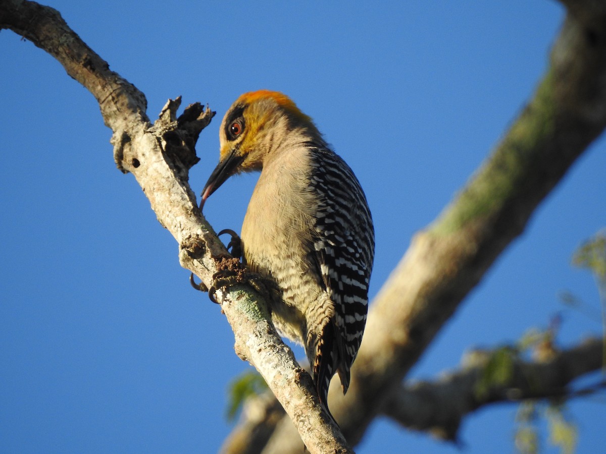 Golden-cheeked Woodpecker - Edward Jordan