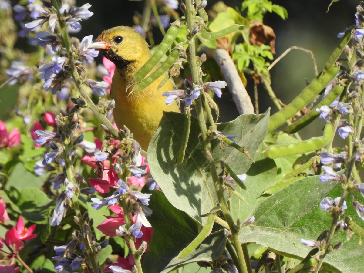 Orchard Oriole - ML127760591