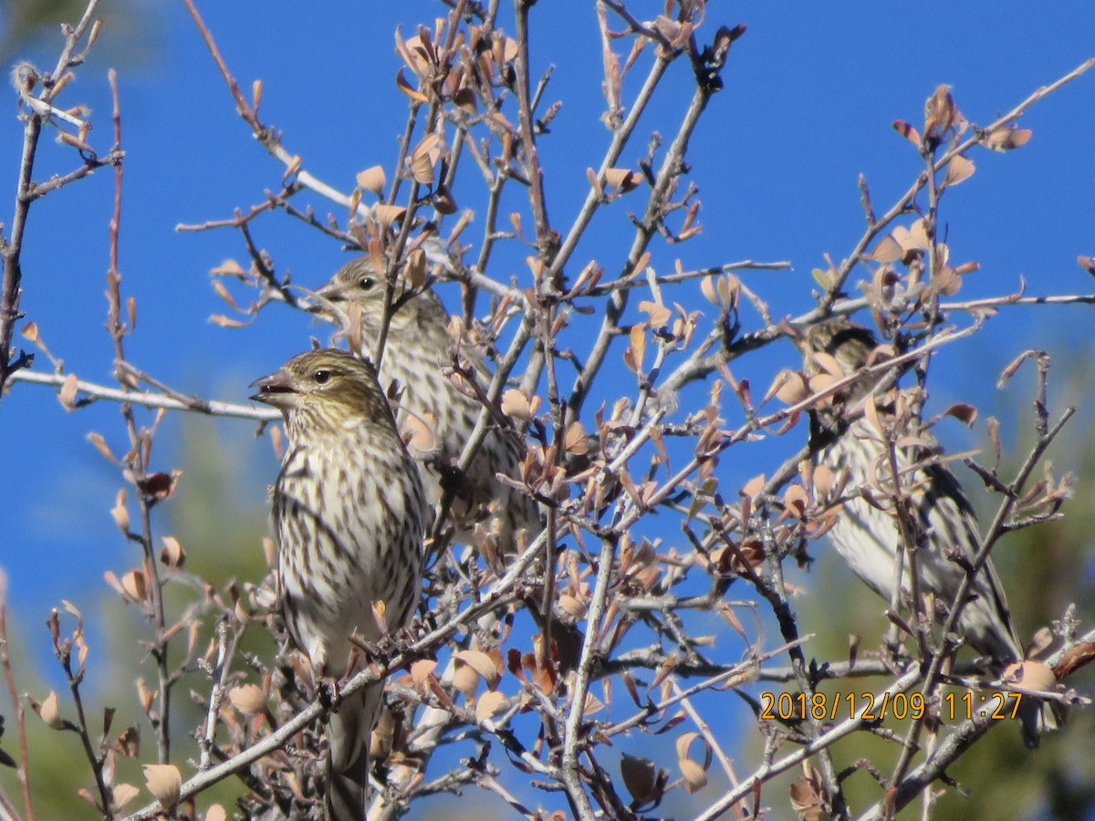 Cassin's Finch - Fort Collins Natural Area