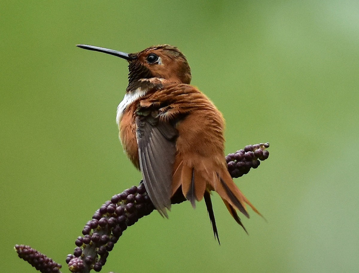 Rufous Hummingbird - Joel Trick