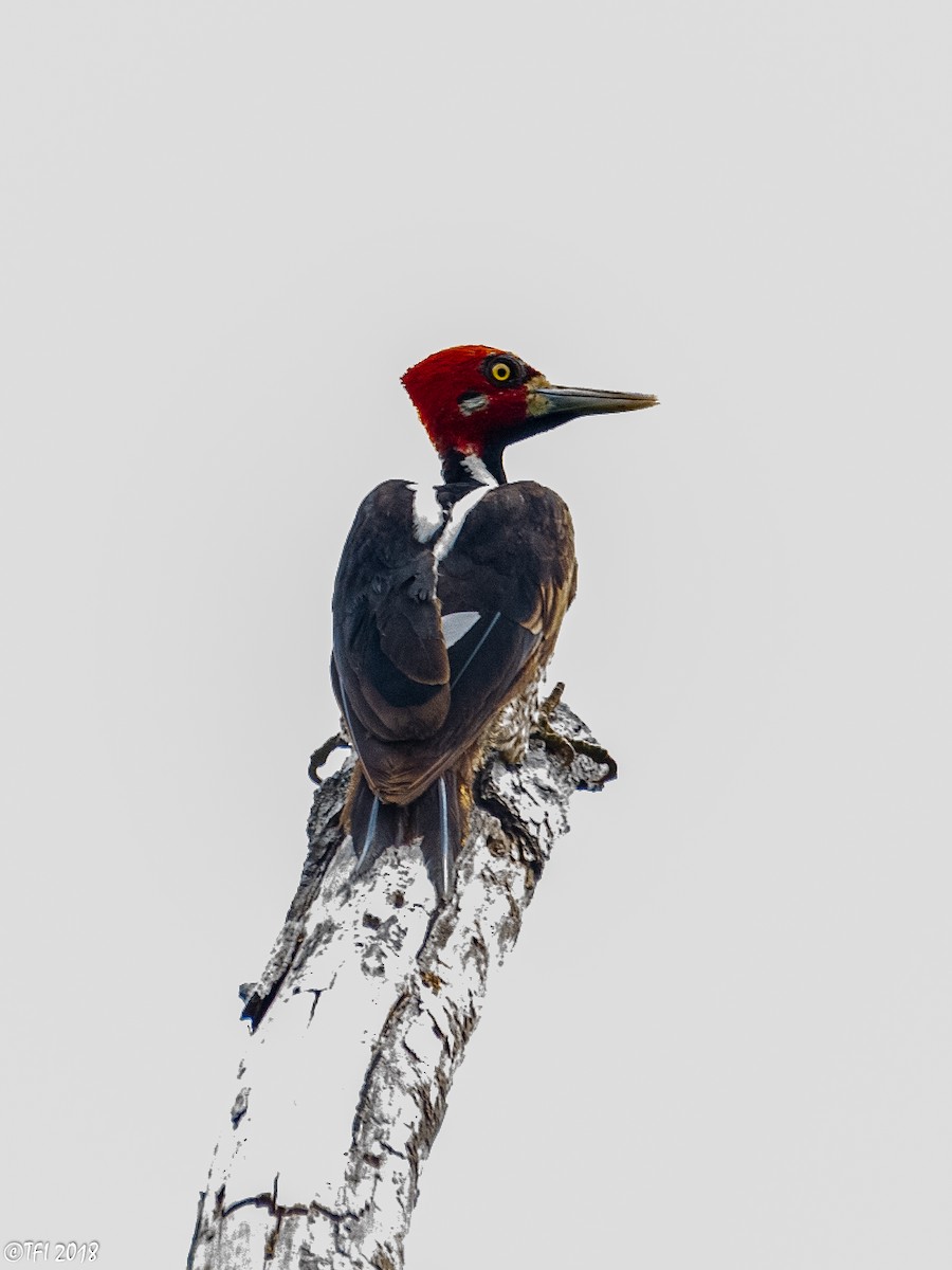 Crimson-crested Woodpecker - ML127767131