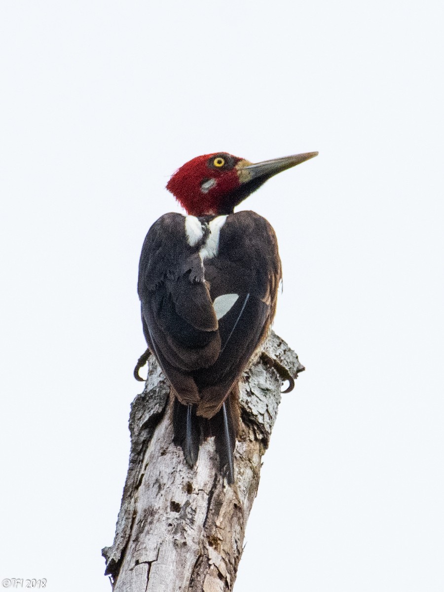 Crimson-crested Woodpecker - ML127767151