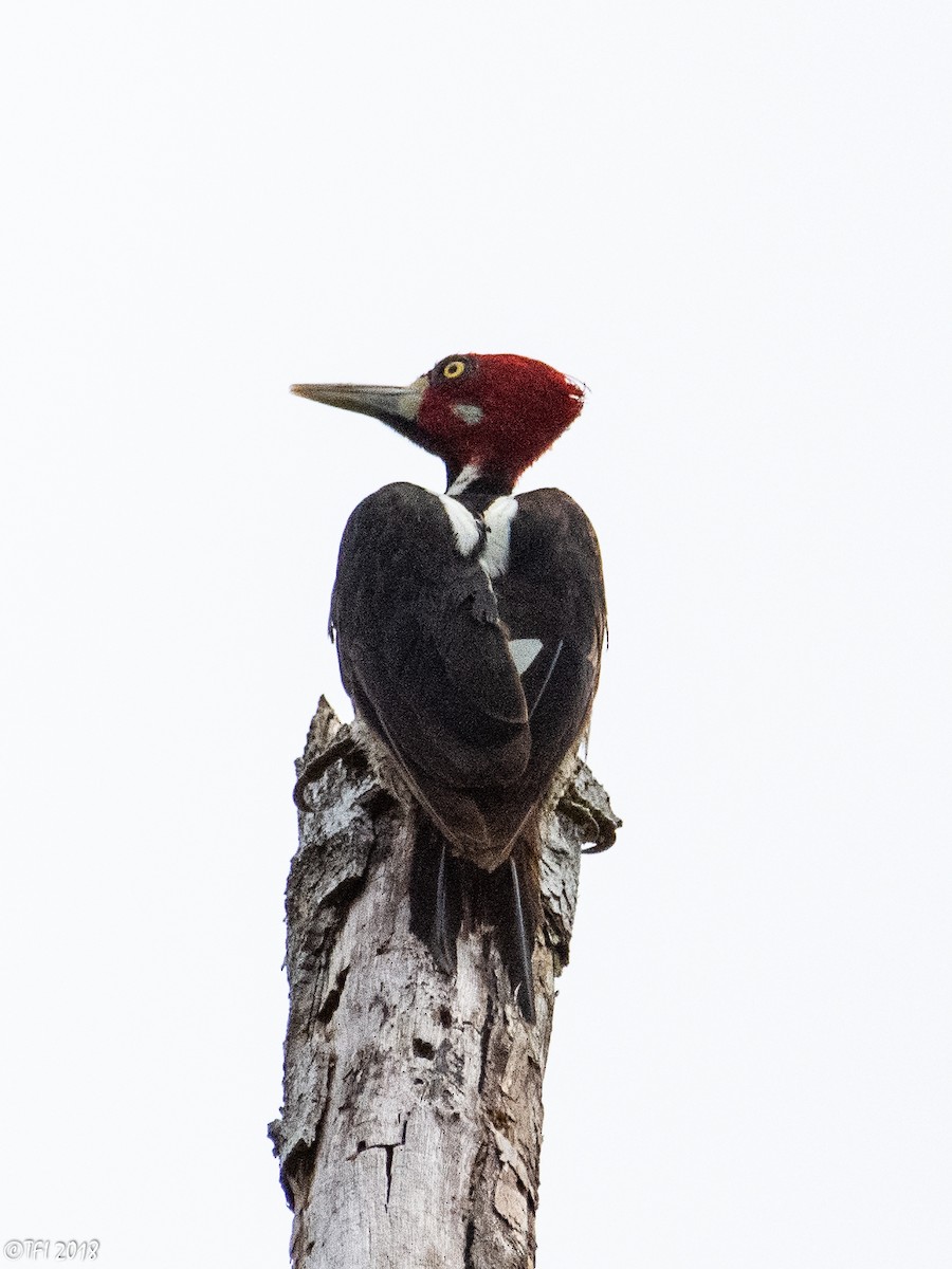 Crimson-crested Woodpecker - T I