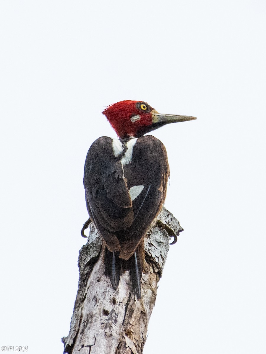 Crimson-crested Woodpecker - ML127767191