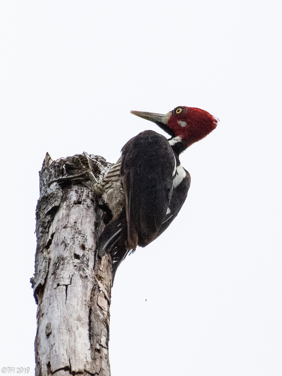 Crimson-crested Woodpecker - ML127767201