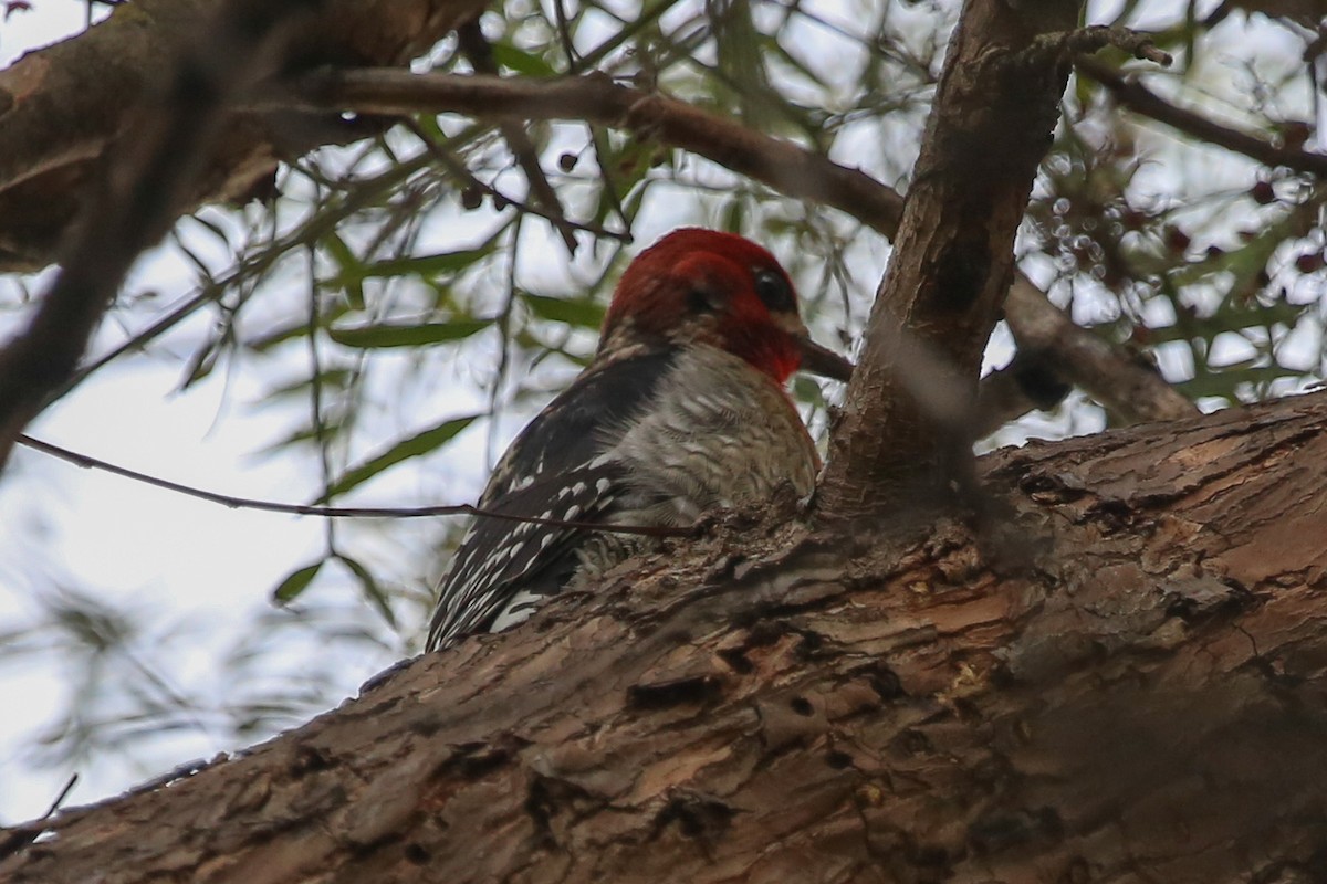 Red-breasted Sapsucker - Barry Langdon-Lassagne