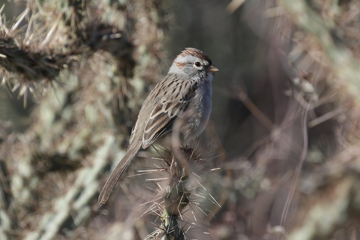 Rufous-winged Sparrow - ML127769551