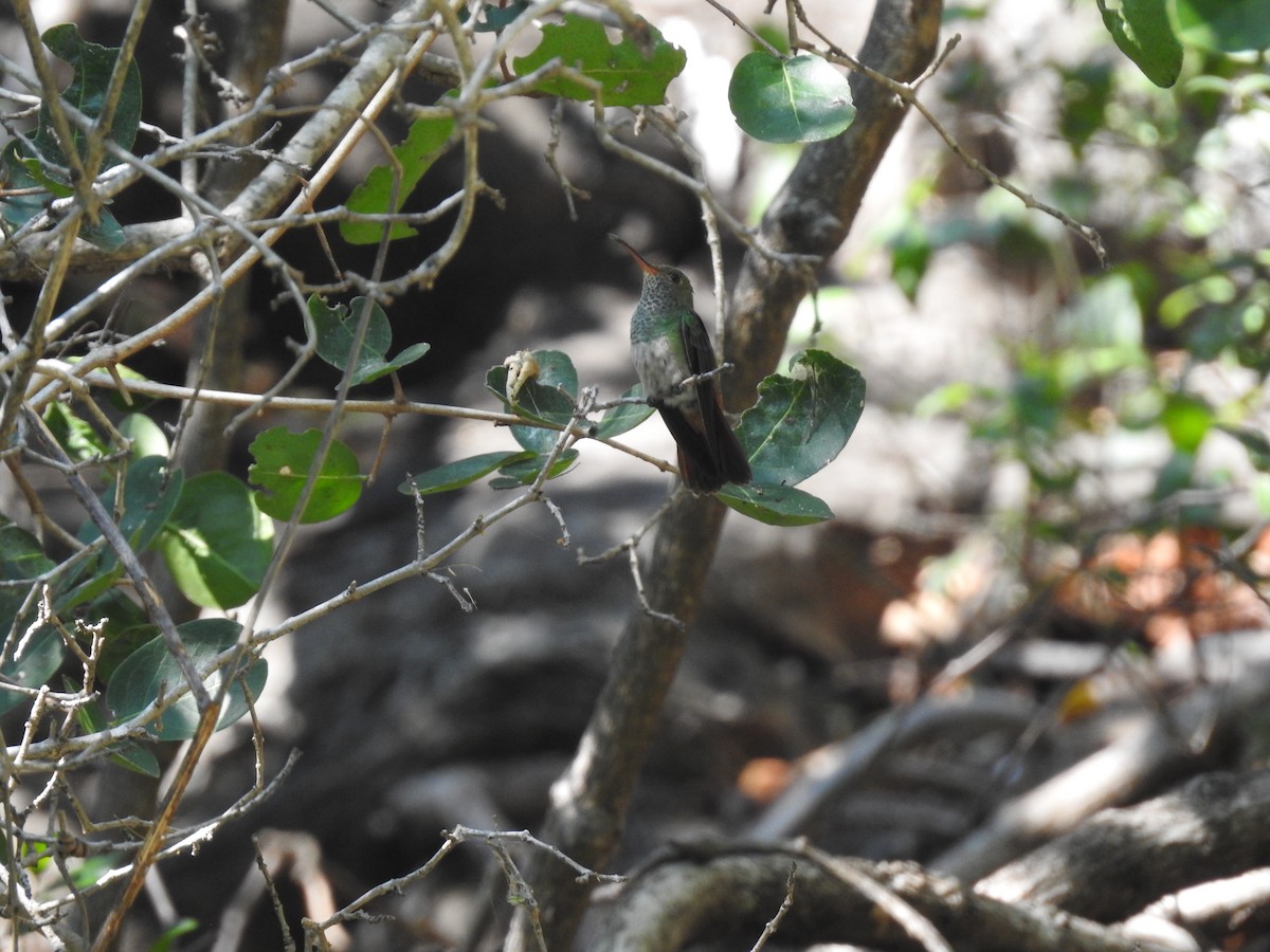 Rufous-tailed Hummingbird - ML127769711