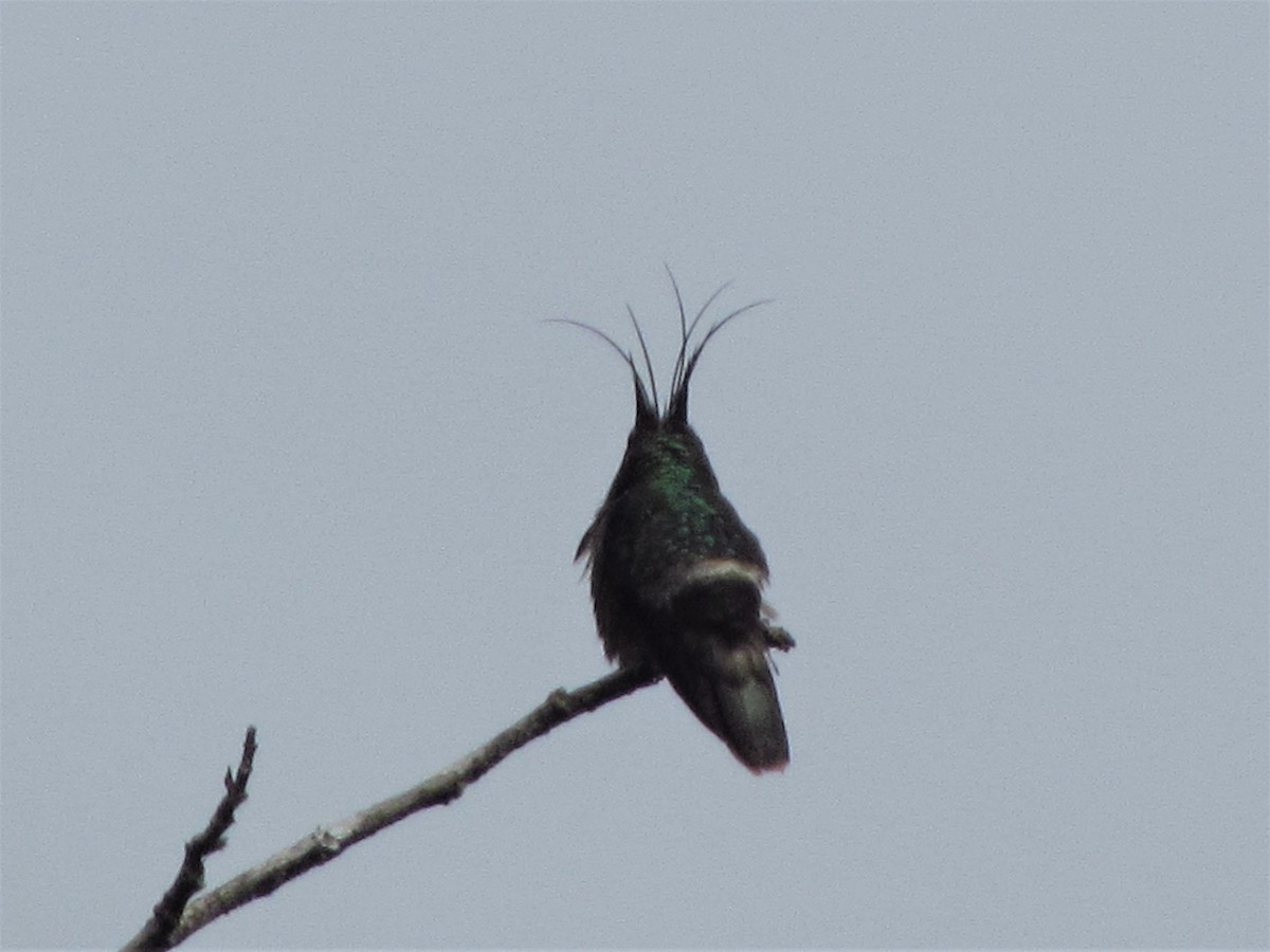 Black-crested Coquette - Susan Brauning