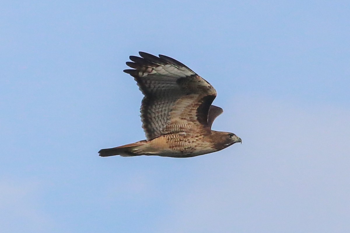 Red-tailed Hawk - ML127770601