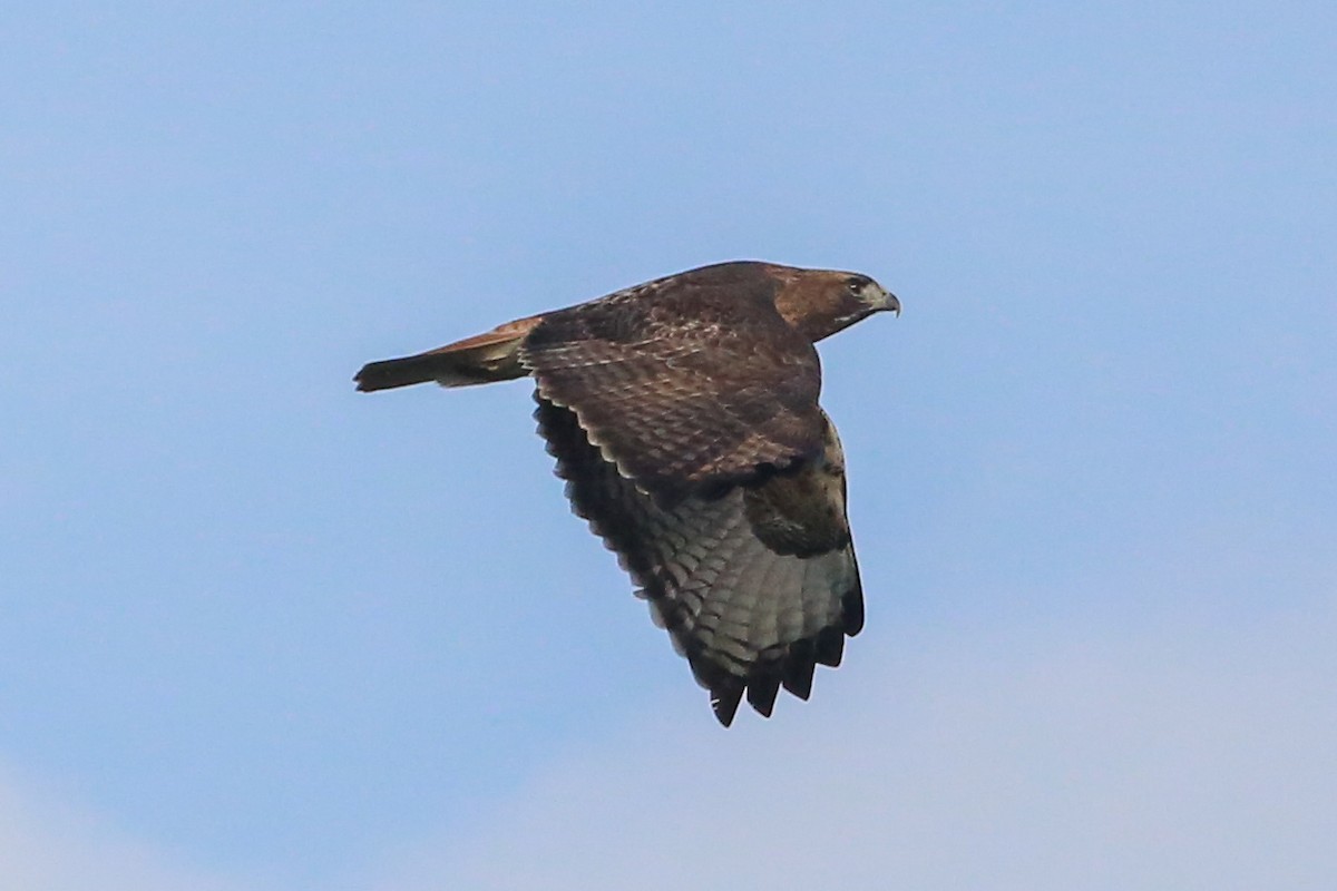 Red-tailed Hawk - ML127770611