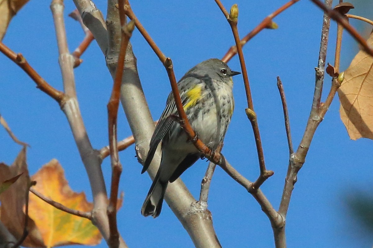 Yellow-rumped Warbler (Audubon's) - ML127770821