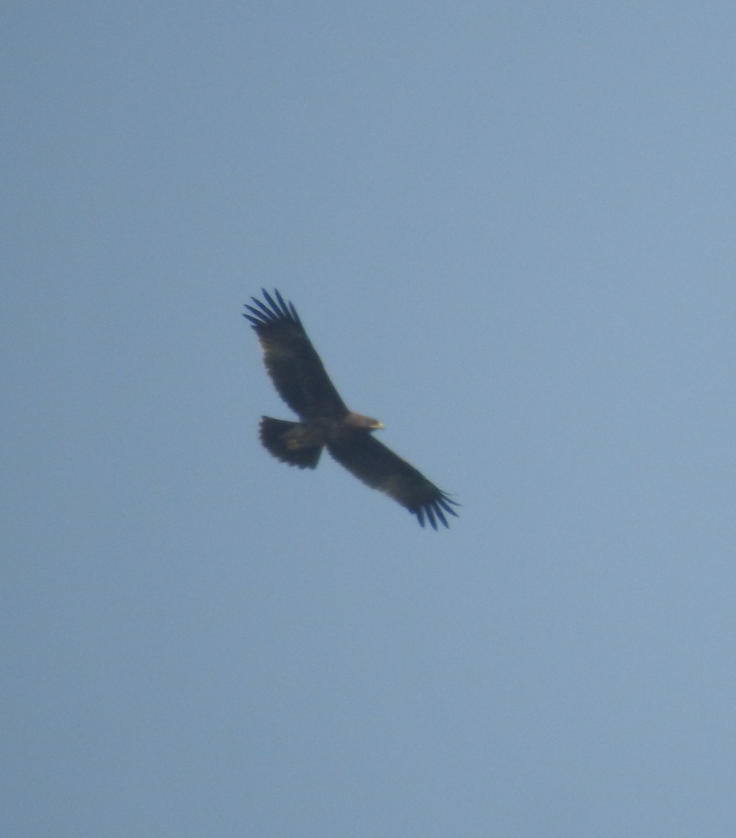 Greater Spotted Eagle - ML127771101