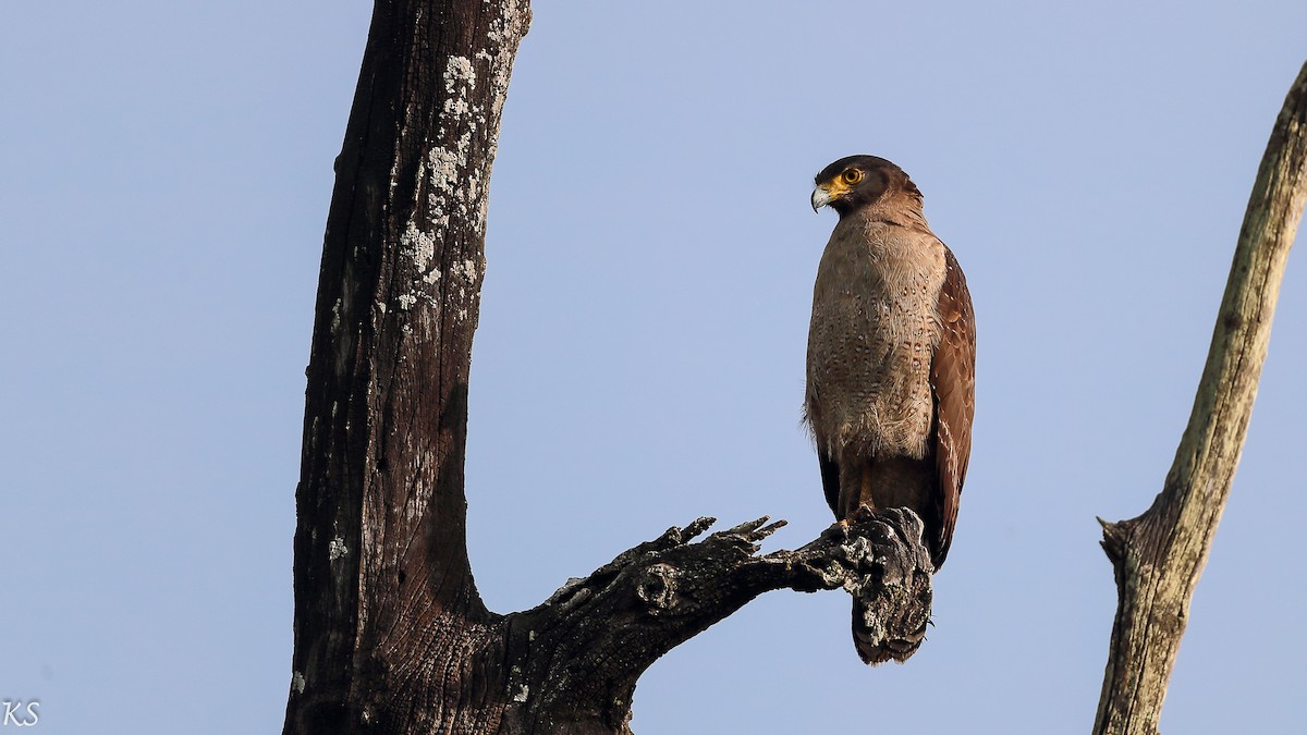 Crested Serpent-Eagle - ML127774141