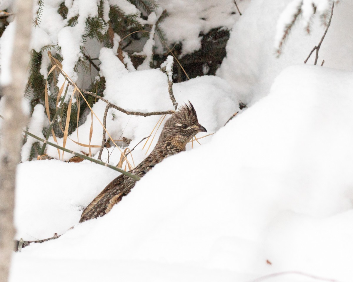 Ruffed Grouse - Debbie Young