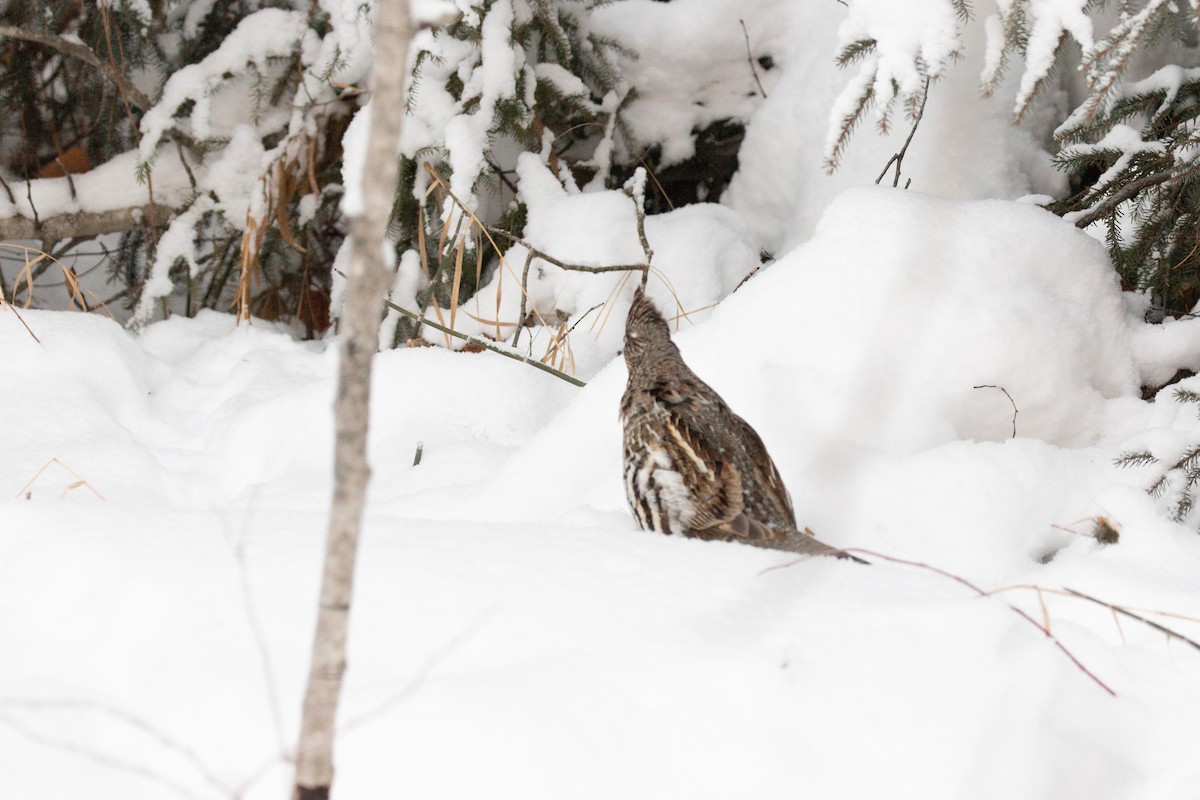 Ruffed Grouse - Debbie Young