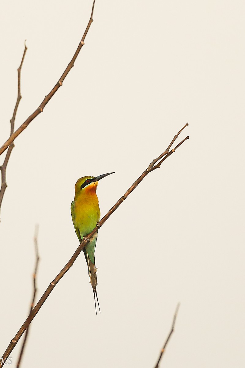Blue-tailed Bee-eater - ML127774911