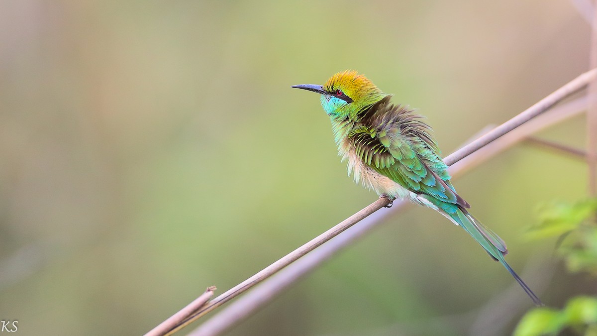 Asian Green Bee-eater - Kehar Singh