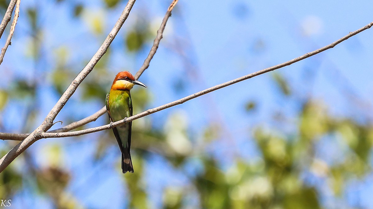 Chestnut-headed Bee-eater - Kehar Singh