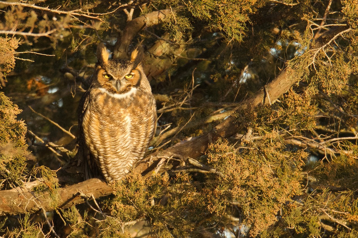 Great Horned Owl - ML127775231
