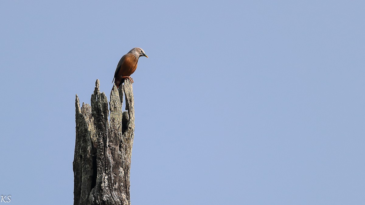 Chestnut-tailed Starling - ML127775991