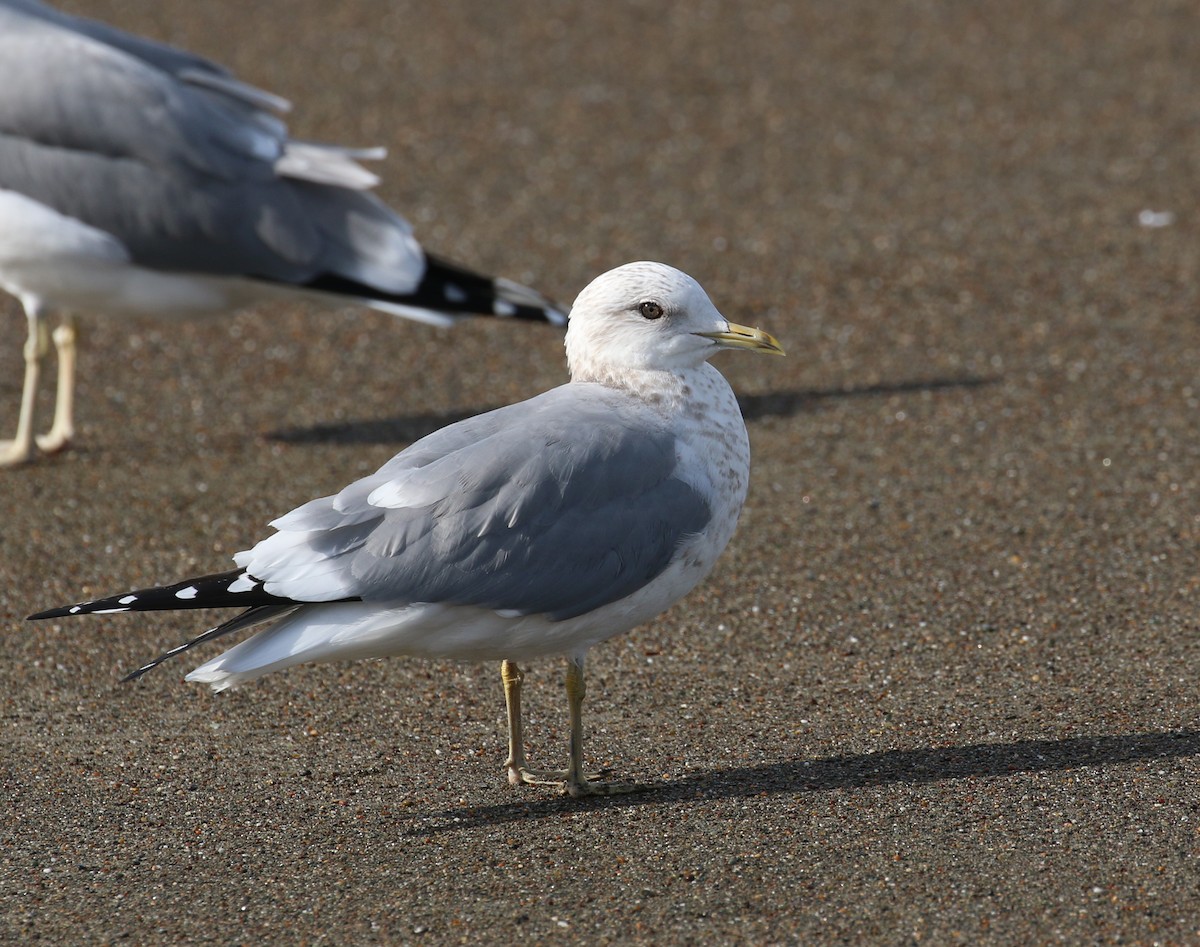 Short-billed Gull - Pair of Wing-Nuts