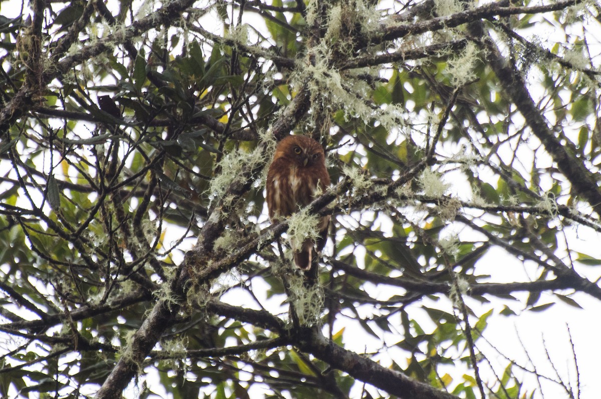 Andean Pygmy-Owl - ML127778951