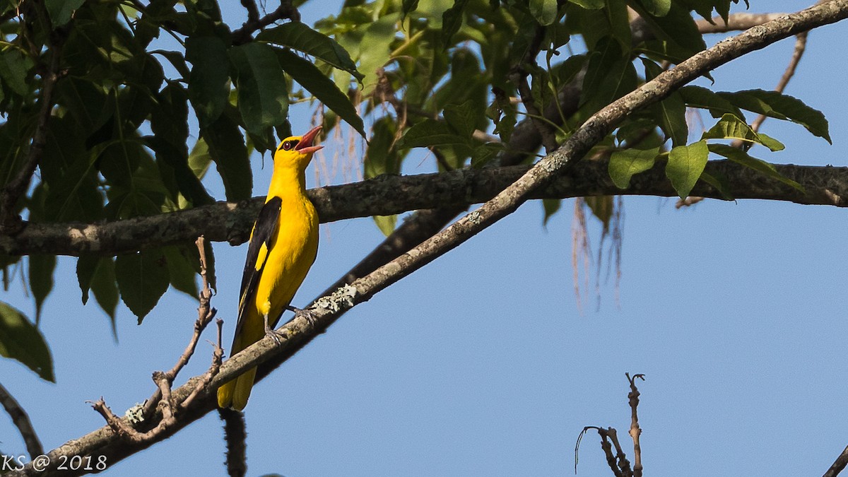 Indian Golden Oriole - ML127780141