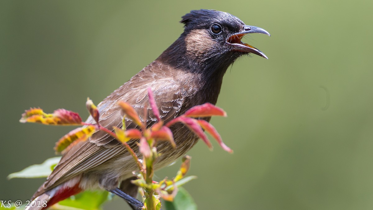 Red-vented Bulbul - ML127781191
