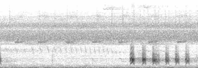 Black-tailed Trogon (Black-tailed) - ML127783