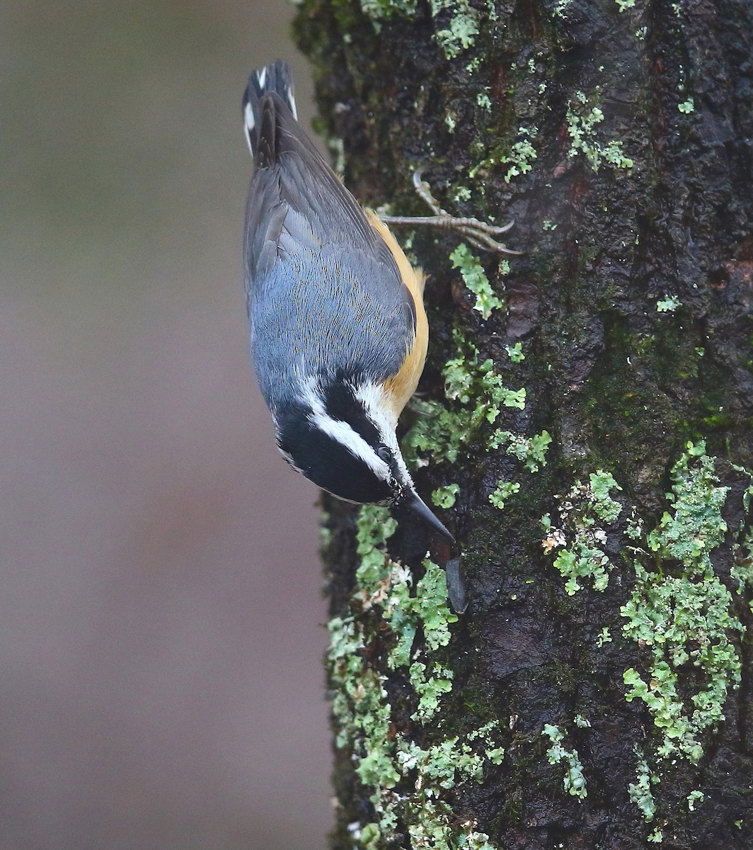 Red-breasted Nuthatch - ML127786031