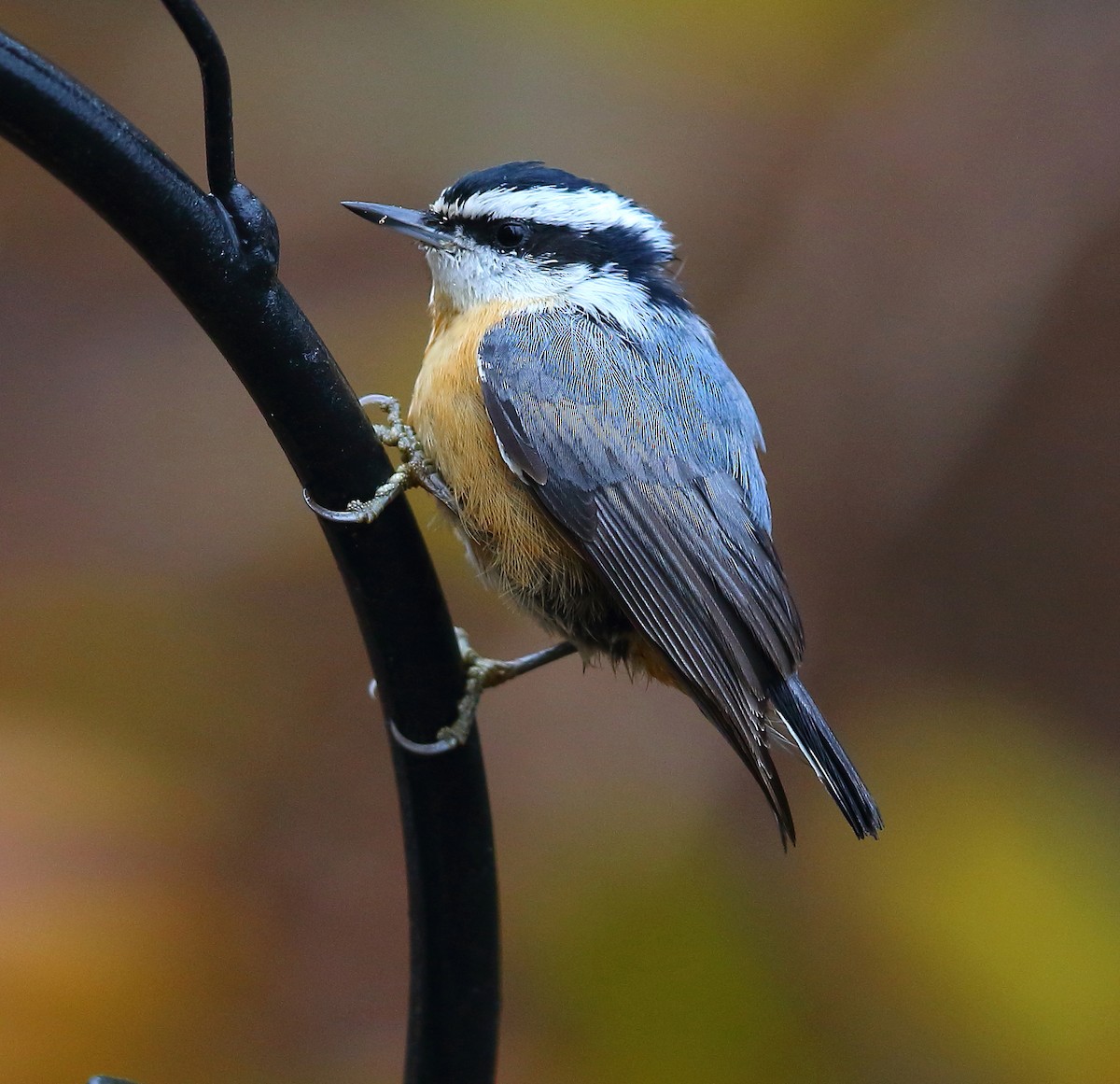 Red-breasted Nuthatch - ML127786041