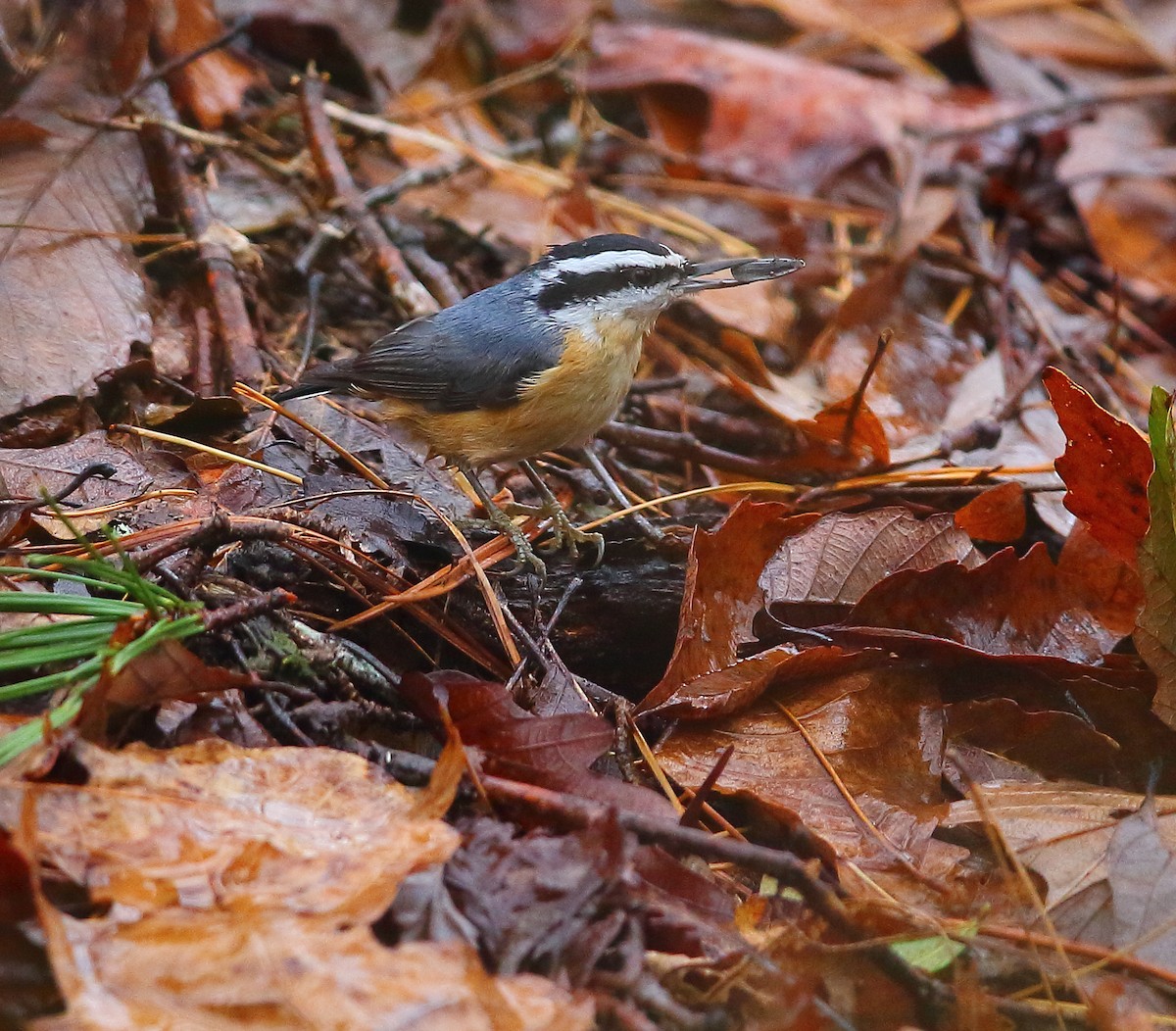 Red-breasted Nuthatch - ML127786111