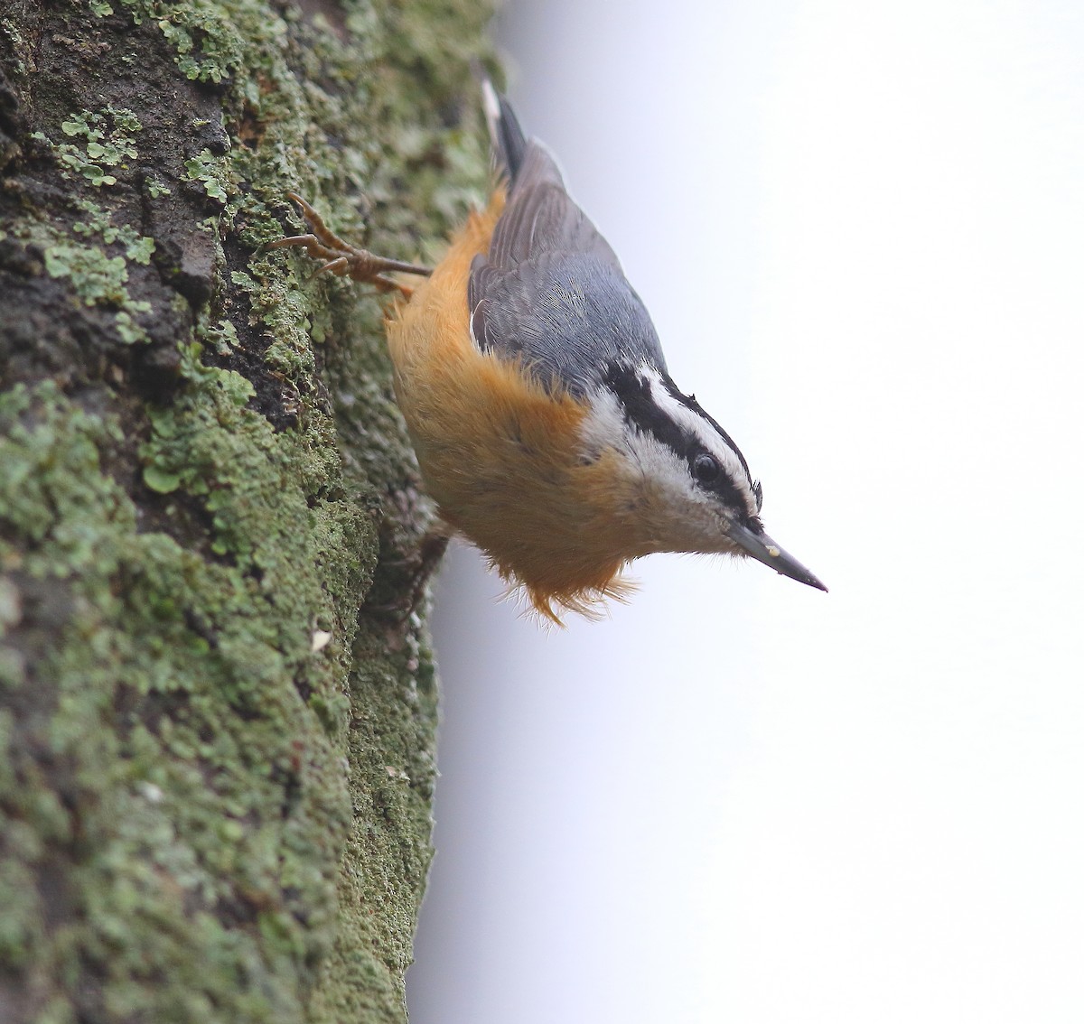 Red-breasted Nuthatch - ML127786171